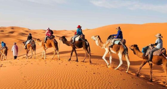 Camel caravan walking through the stunning sand dunes of the Merzouga desert, Sahara Morocco.