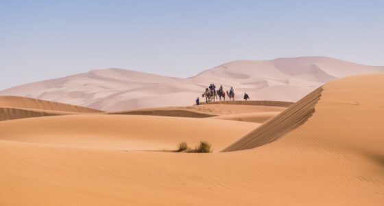 Camel caravan crossing the golden dunes of Erg Chebbi in the Merzouga Desert, Morocco.