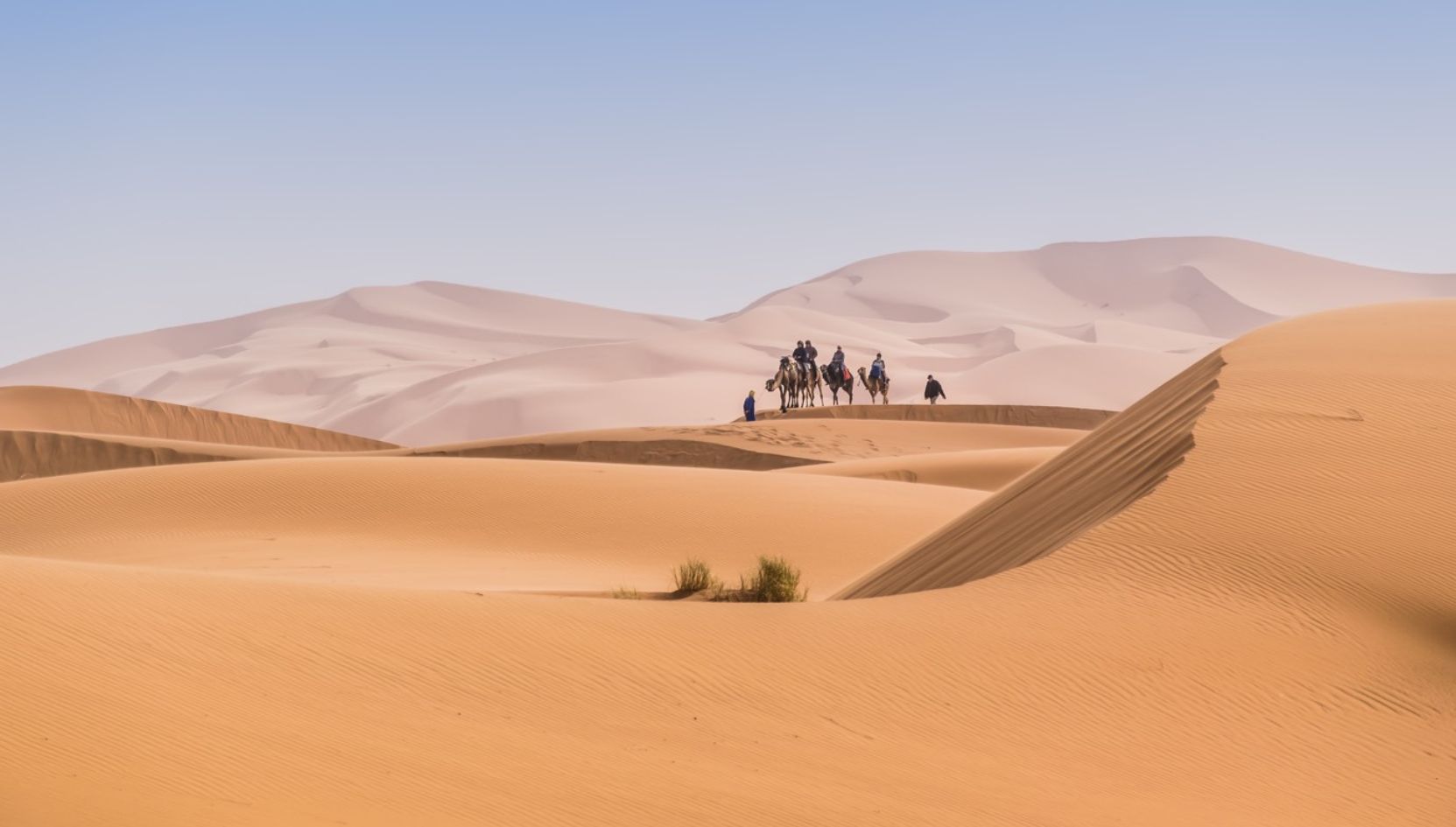 Camel caravan crossing the golden dunes of Erg Chebbi in the Merzouga Desert, Morocco.