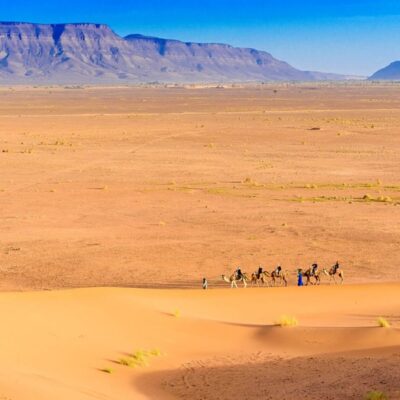Camel caravan guided by Berber nomads crossing the golden dunes of the Zagora Desert with the Anti-Atlas mountains in the background.