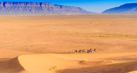 Camel caravan guided by Berber nomads crossing the golden dunes of the Zagora Desert with the Anti-Atlas mountains in the background.