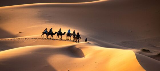Camel caravan trekking through the golden dunes of Erg Chebbi at sunset in Merzouga, Morocco.