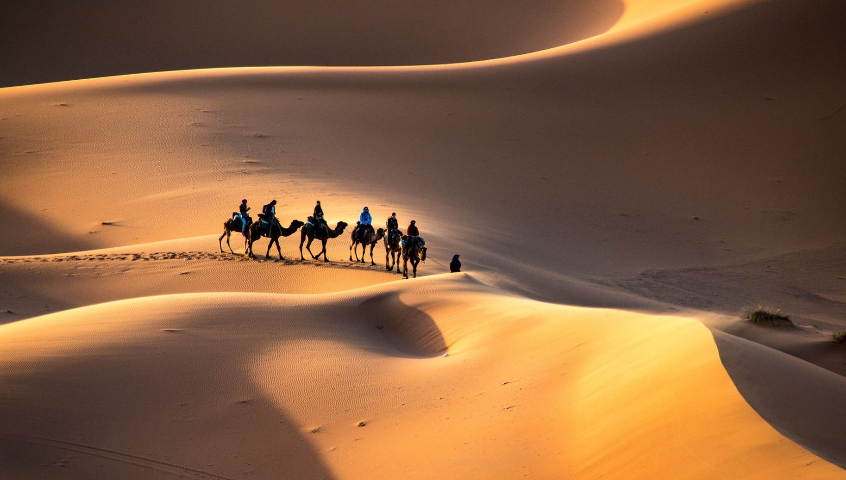 Camel caravan trekking through the golden dunes of Erg Chebbi at sunset in Merzouga, Morocco.