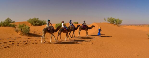 Tourists riding camels across the golden sand dunes of the Zagora Desert led by a local Berber guide in traditional blue attire.