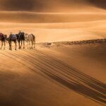 Camel caravan led by a Berber guide casting long shadows on the golden dunes of Erg Chebbi in the Sahara Desert of Morocco