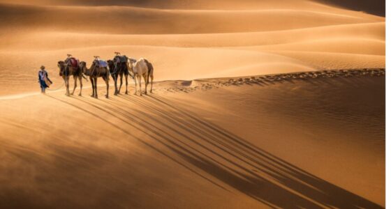 Camel caravan led by a Berber guide casting long shadows on the golden dunes of Erg Chebbi in the Sahara Desert of Morocco