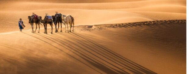 Camel caravan led by a Berber guide casting long shadows on the golden dunes of Erg Chebbi in the Sahara Desert of Morocco
