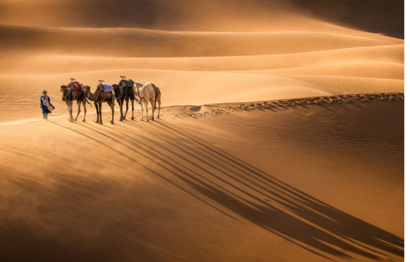 Camel caravan led by a Berber guide casting long shadows on the golden dunes of Erg Chebbi in the Sahara Desert of Morocco
