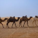 Camel caravan walking across the Merzouga desert in Morocco with a small child watching in the foreground
