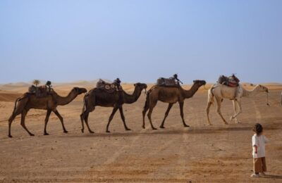 Camel caravan walking across the Merzouga desert in Morocco with a small child watching in the foreground