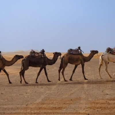 Camel caravan walking across the Merzouga desert in Morocco with a small child watching in the foreground