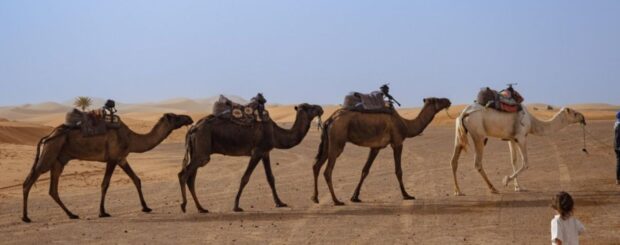 Camel caravan walking across the Merzouga desert in Morocco with a small child watching in the foreground