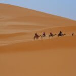 Camel caravan trekking across the vast golden dunes of Merzouga in the Erg Chebbi Sahara desert