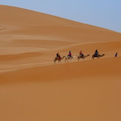 Camel caravan trekking across the vast golden dunes of Merzouga in the Erg Chebbi Sahara desert