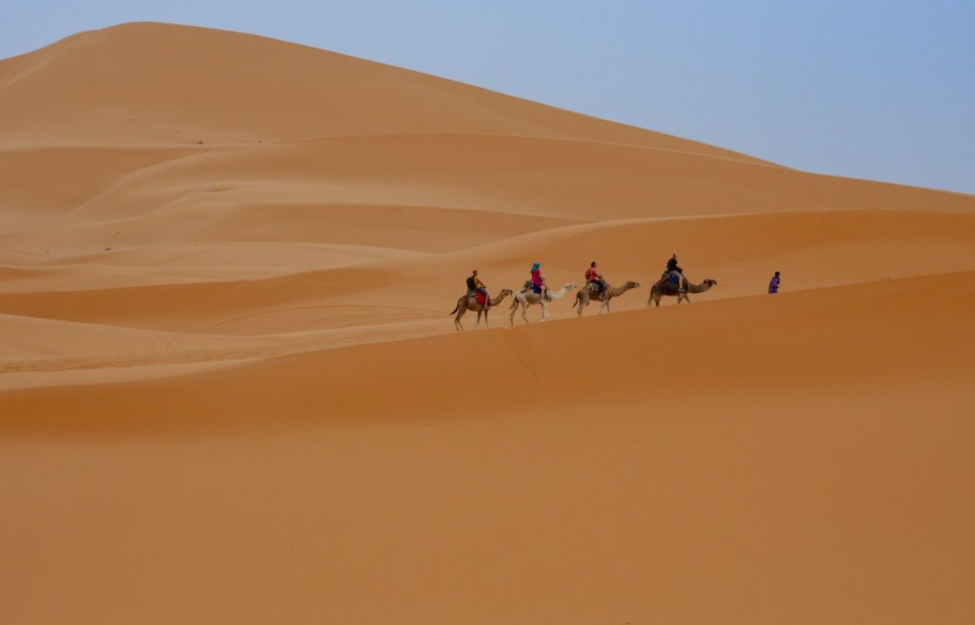 Camel caravan trekking across the vast golden dunes of Merzouga in the Erg Chebbi Sahara desert
