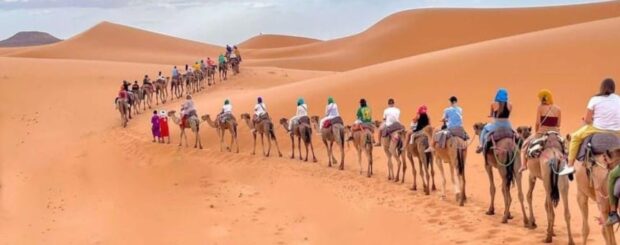 Camel caravan carrying travelers across the golden dunes of the Sahara Desert in Merzouga, Morocco.