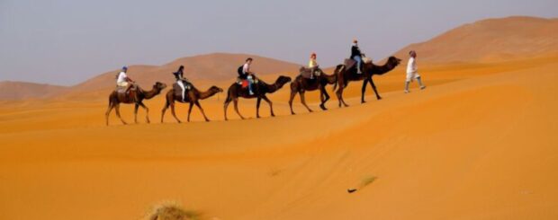 Camel caravan trekking across the golden Sahara dunes of Merzouga in the Erg Chebbi desert