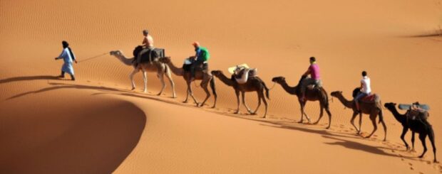 Camel trek with tourists riding across the sand dunes of Merzouga in the Sahara Desert