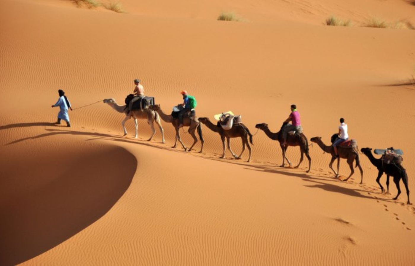 Camel trek with tourists riding across the sand dunes of Merzouga in the Sahara Desert