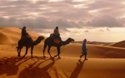 Camel trek at sunrise across the golden dunes of the Merzouga Sahara Desert
