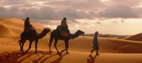 Camel trek at sunrise across the golden dunes of the Merzouga Sahara Desert