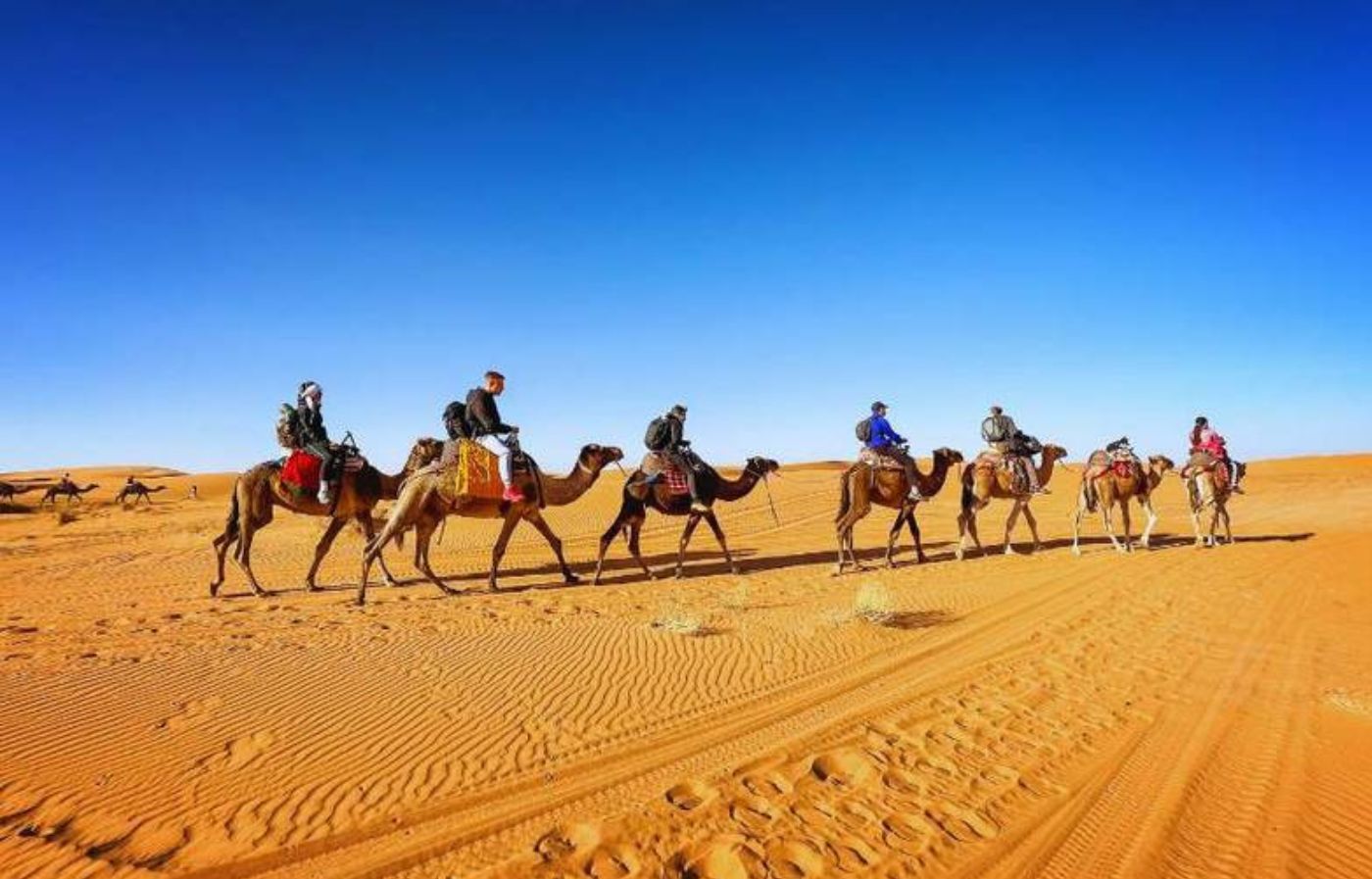 Tourists riding camels across the Sahara Desert dunes in Merzouga, Morocco, under a clear blue sky.