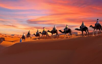 Camel trekking at sunset across the Sahara dunes in Merzouga, Chegaga, and Erg Chebbi
