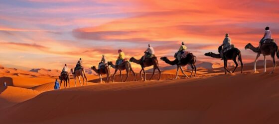 Camel trekking at sunset across the Sahara dunes in Merzouga, Chegaga, and Erg Chebbi