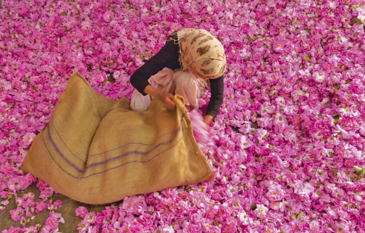 Woman sorting pink damask roses during the Rose Festival in Kelaat M’Gouna, Morocco