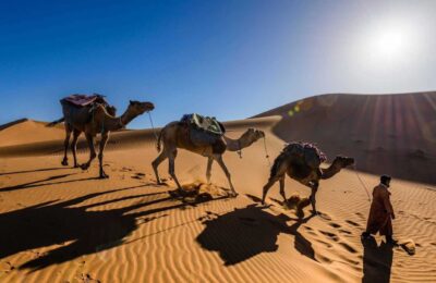 Camel caravan led by a guide walking across the golden dunes of Merzouga in the Sahara Desert