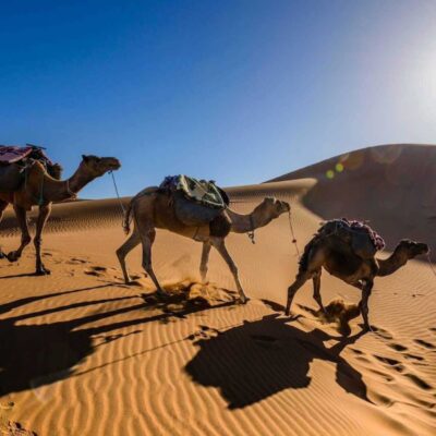 Camel caravan led by a guide walking across the golden dunes of Merzouga in the Sahara Desert