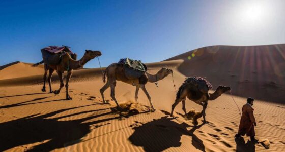 Camel caravan led by a guide walking across the golden dunes of Merzouga in the Sahara Desert