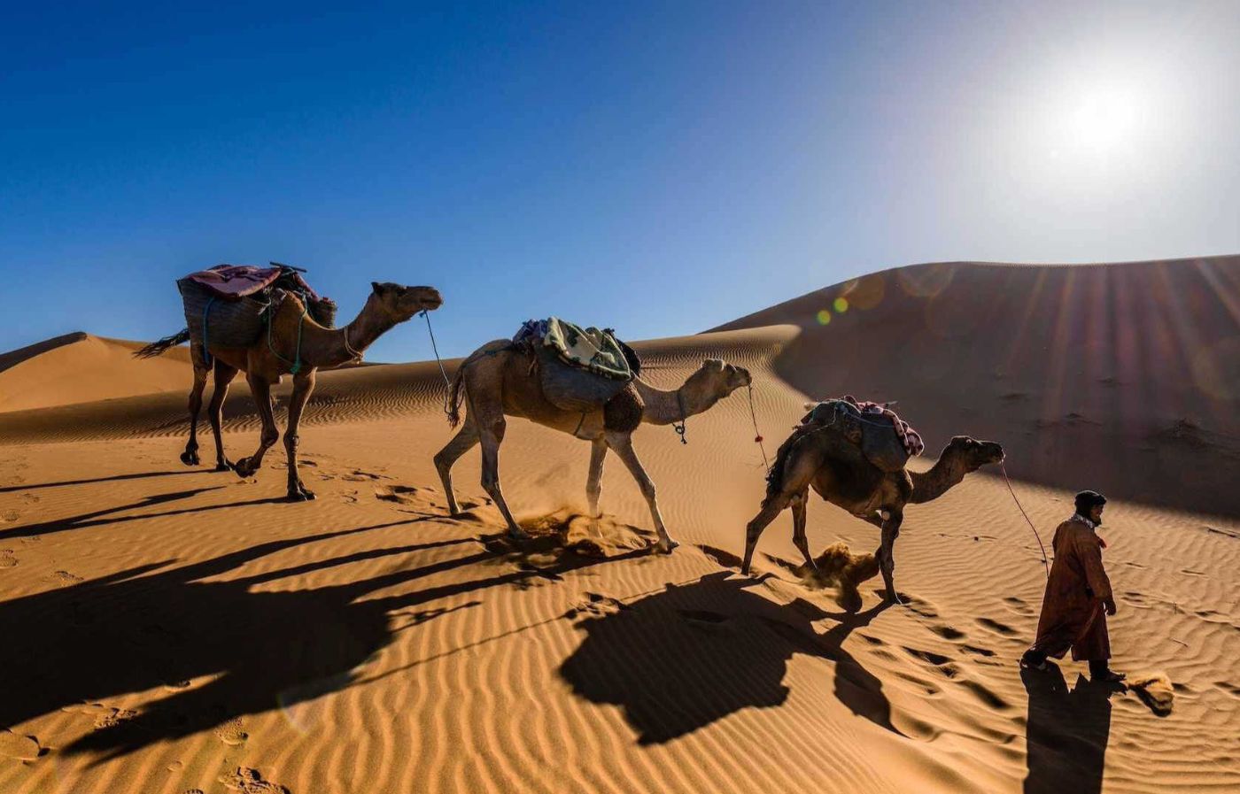 Camel caravan led by a guide walking across the golden dunes of Merzouga in the Sahara Desert