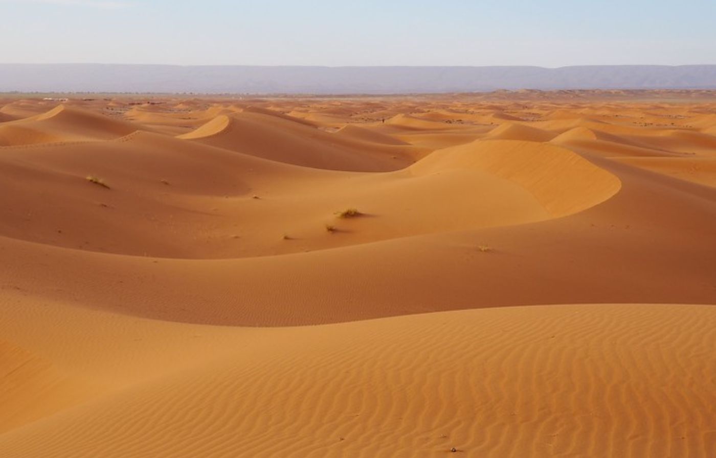 Golden sand dunes of the Sahara Desert in Erg Chebbi, Morocco, under a clear sky.