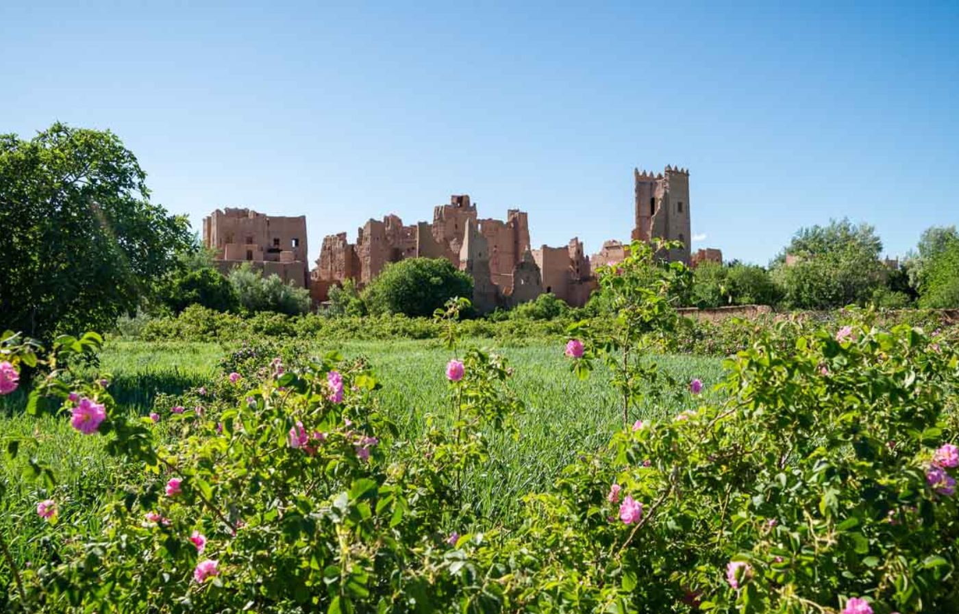 Blooming pink Damask roses in front of ancient kasbah ruins in the Valley of Roses near Kelaat M’Gouna, Morocco