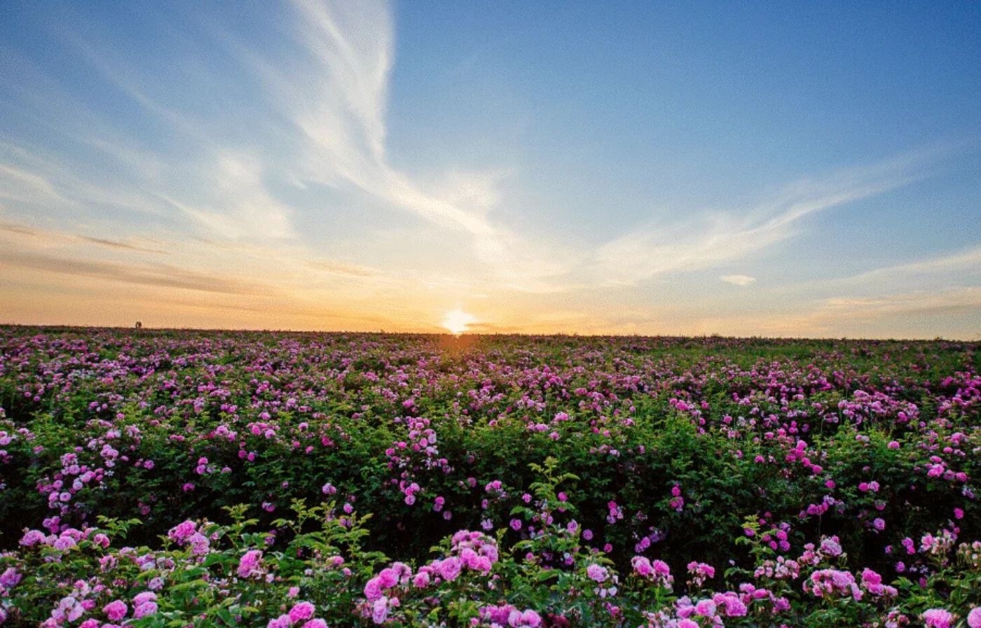 Sunrise over a vast field of blooming pink Damask roses in the Valley of Roses, Morocco.